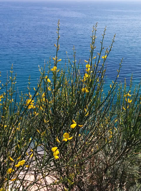 Finale Ligure